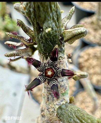 Rhytidocaulon macrolobum