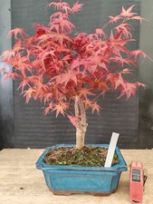 bonsai di  acero rosso deshojo