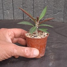 Euphorbia suzannae-marnierae