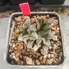 Haworthia  🌵🌵 Watermelon