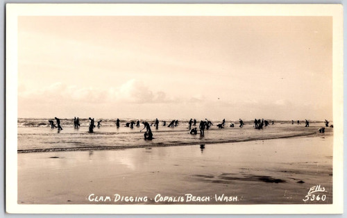 Cartolina clam digging copalis - digging,