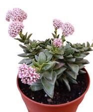 Crassula springtime ibrido