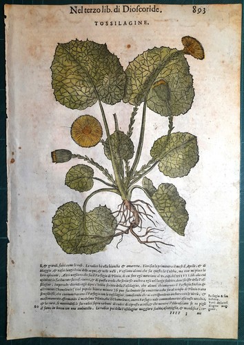 Stampa antica mattioli - stampa,