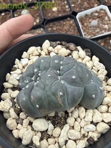 Ariocarpus godzilla raro - ariocarpus,