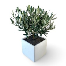 Piantina Di ulivo in vaso di