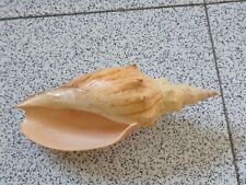 Conchiglia Shell Voluta ADELOMELON BECKII  mm 236  Brasile