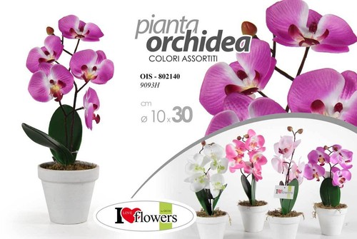 Pianta orchidea piantina - 30,