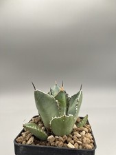Agave Titanota Rara Pianta In