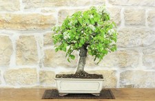 Bonsai di Ciliegio Selvatico