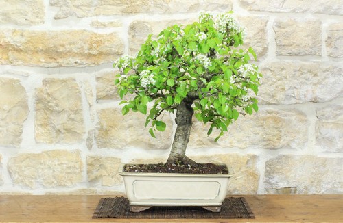 Bonsai ciliegio selvatico - ciliegio,