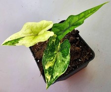 Alocasia Jacklyn Variegata con