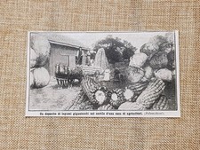 Il miracoloso terreno di