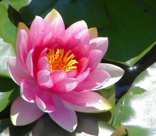 Nymphaea capensis light pink - capensis,