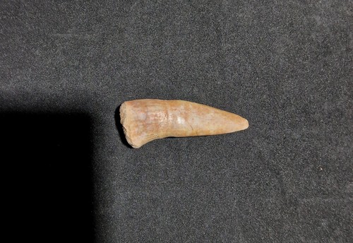 Enchodus libycus 4 - 4.86, x