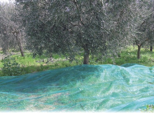 Rete per olive antispine - per,