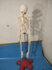 Modello Scheletro Corpo Umano