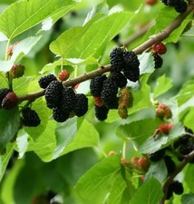 ALBERO DI GELSO 36-48" Alto