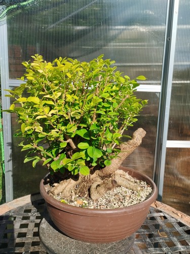 Bonsai lugustrun variegata - bonsai,