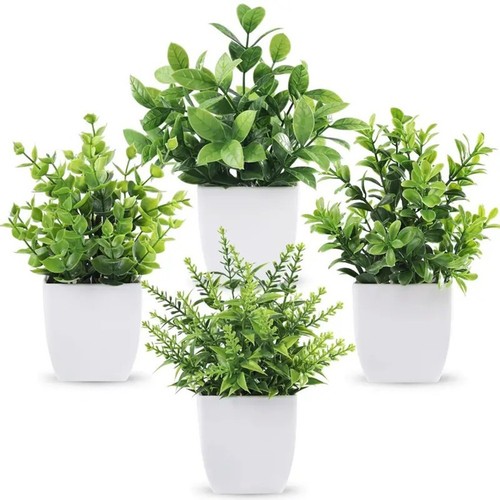 Pianta eucalipto lavanda - pianta, di