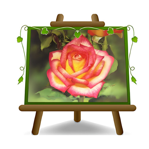 Rosa alberello sfumato - alberello,