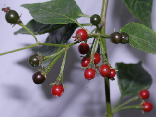 Peperoncino capsicum eximium - peperoncino,