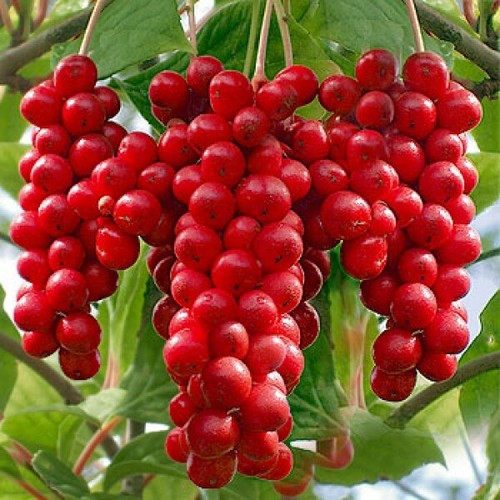 Schisandra chinensis bacca - schisandra,