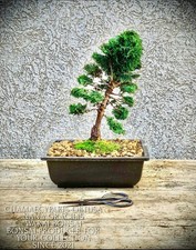 Chamaecyparis obtusa nana - chamaecyparis,