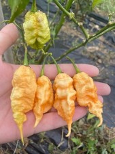 10 semi di peperoncino