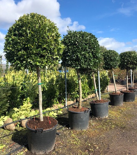 Alloro laurus nobilis pianta - alloro,