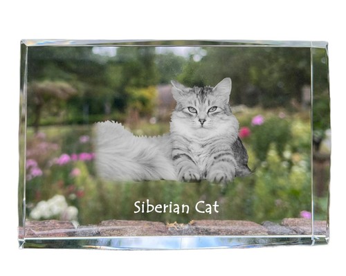 Siberiano gatto cristallo - siberiano,