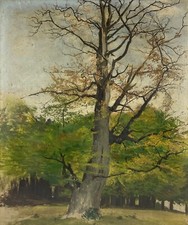 Quadro a Olio Vecchio Quercia