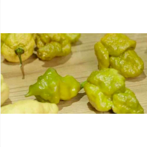 Pepper unofficial world - pepper,