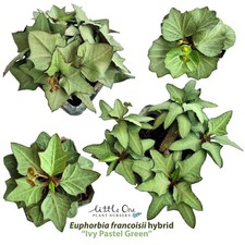 Vendita semi ibridi Euphorbia