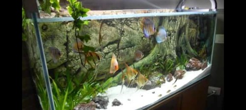 Sfondo per acquario bak to - sfondo,