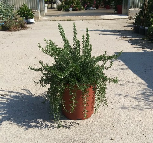 Pianta rosmarino prostrato - di,