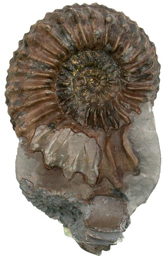 Lias pleuroceras spinatum - lias,