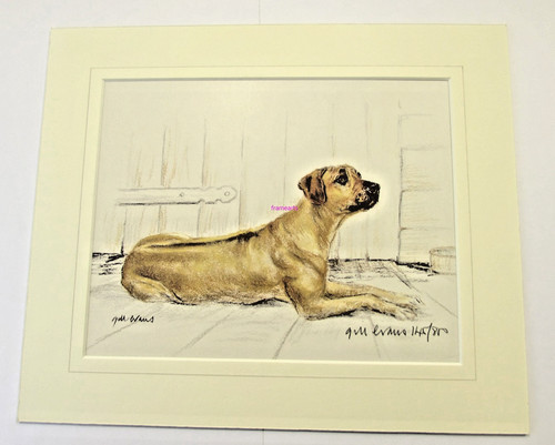 Rhodesian ridgeback gill - rhodesian,