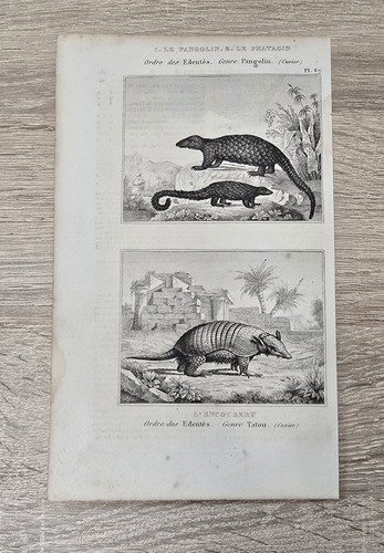 Originale buffon cuvier - originale,