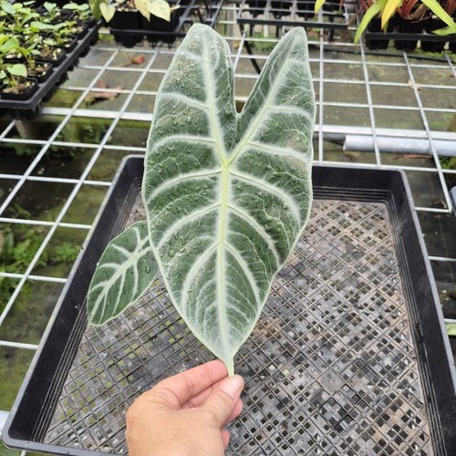 Alocasia longiloba lowii - longiloba,