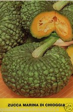 20 SEMI  DI ZUCCA MARINA DI