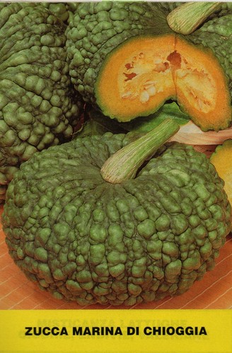Semi selezionati zucca - 20,