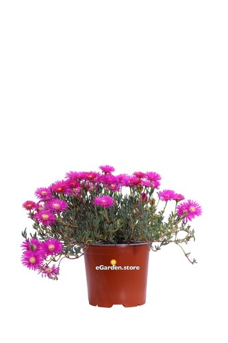 Pianta vera lampranthus - pianta, di