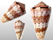 Conidae, Conus aurisiacus