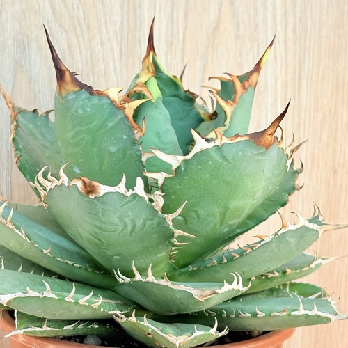 Agave titanota pot - agave,