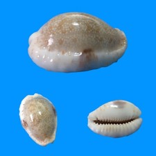 Cypraea erosa f. lactescens
