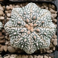 Astrophytum Asterias