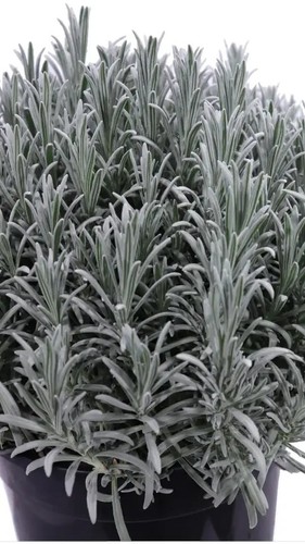 Pianta lavanda angustifolia - pianta,