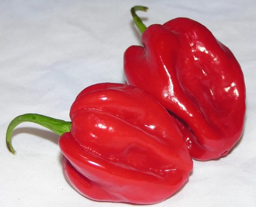 Habanero rosso semi - rosso, 30