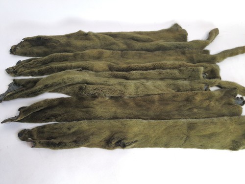 Pelliccia visone colore - visone,