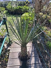 Yucca filifera circa - 1, 90